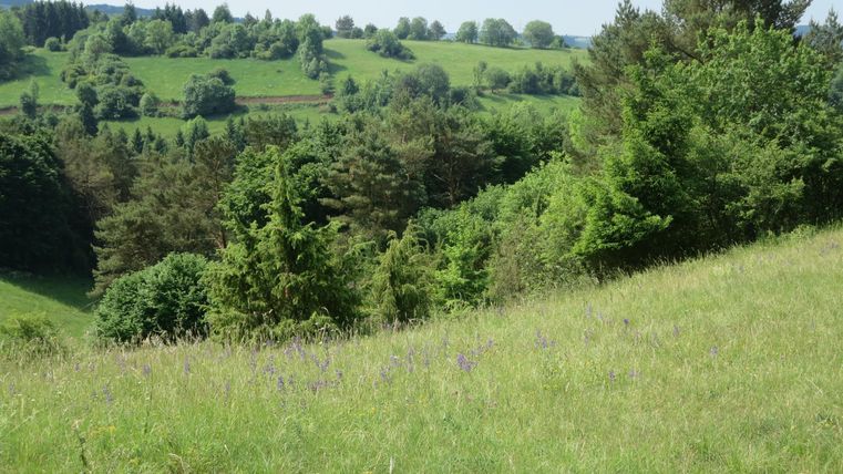 Eine grüne Landschaft mit sanften Hügeln und vielen Bäumen. Das Gras ist frisch und üppig, ideal für einen ruhigen Spaziergang in der Natur.