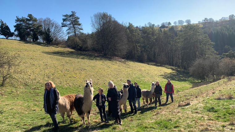 Eine Gruppe von Menschen führt Lamas über eine grüne Wiese. Im Hintergrund sind Bäume und ein klarer blauer Himmel zu sehen.
