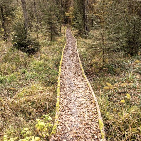 Moore-Pfad im Naturpark Nordeifel, &copy; Eifel Tourismus, Dominik Ketz