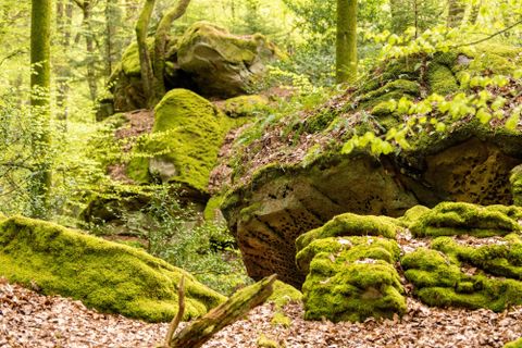 Ein malerischer Wald mit herbstlichen Farben und moosbedeckten Felsen. Die Bäume sind hoch und kräftig, während der Weg sanft durch die Landschaft führt.