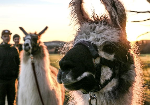 Midzomer lammerenwandeling Eifel