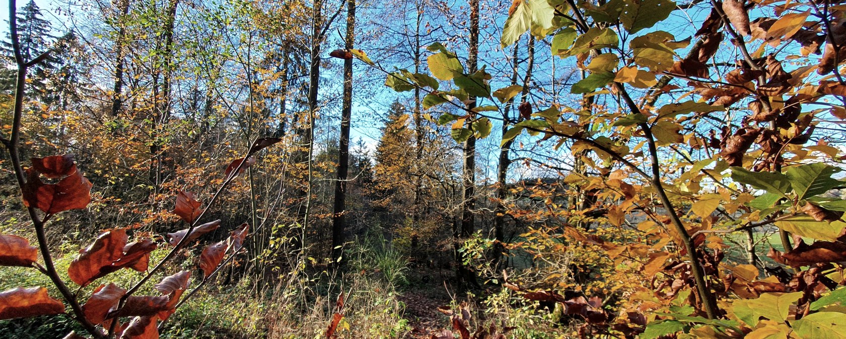 Wald1, © Tourist-Information Prümer Land