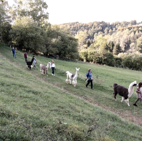 Lama- Wanderung, &copy; eifelnomaden, J. Baums