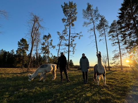 Eine Gruppe von Menschen spaziert mit Alpakas auf einer grünen Wiese. Im Hintergrund sind Bäume und Hügel zu sehen.